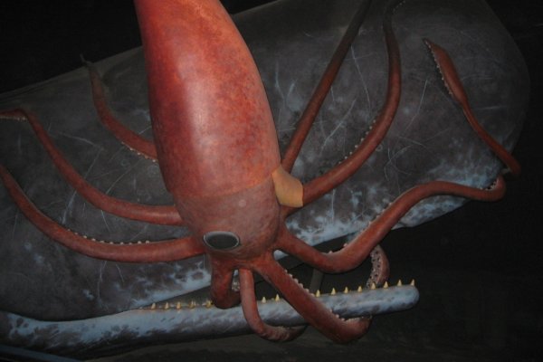Kraken 22at